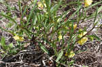 Coastal groundcherry